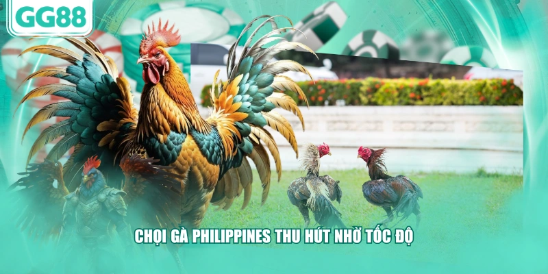 Chọi gà Philippines thu hút nhờ tốc độ